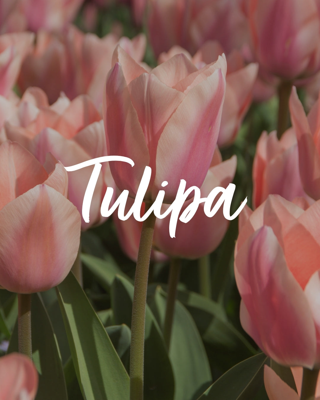 Botanical Names Made Easy: How to Read and Write Tulip Scientific Names