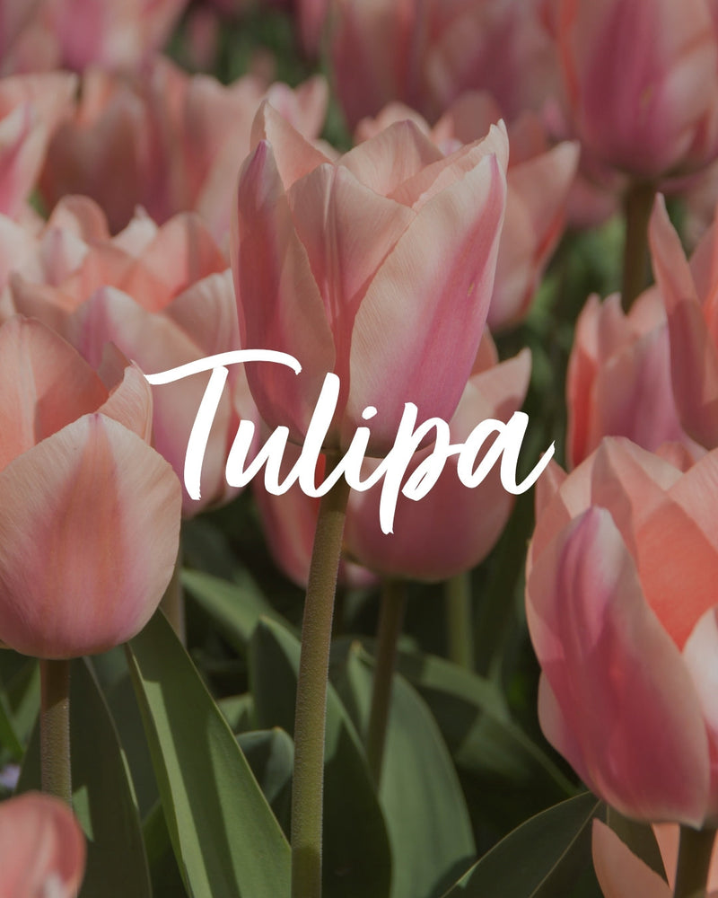 Botanical Names Made Easy: How to Read and Write Tulip Scientific Names