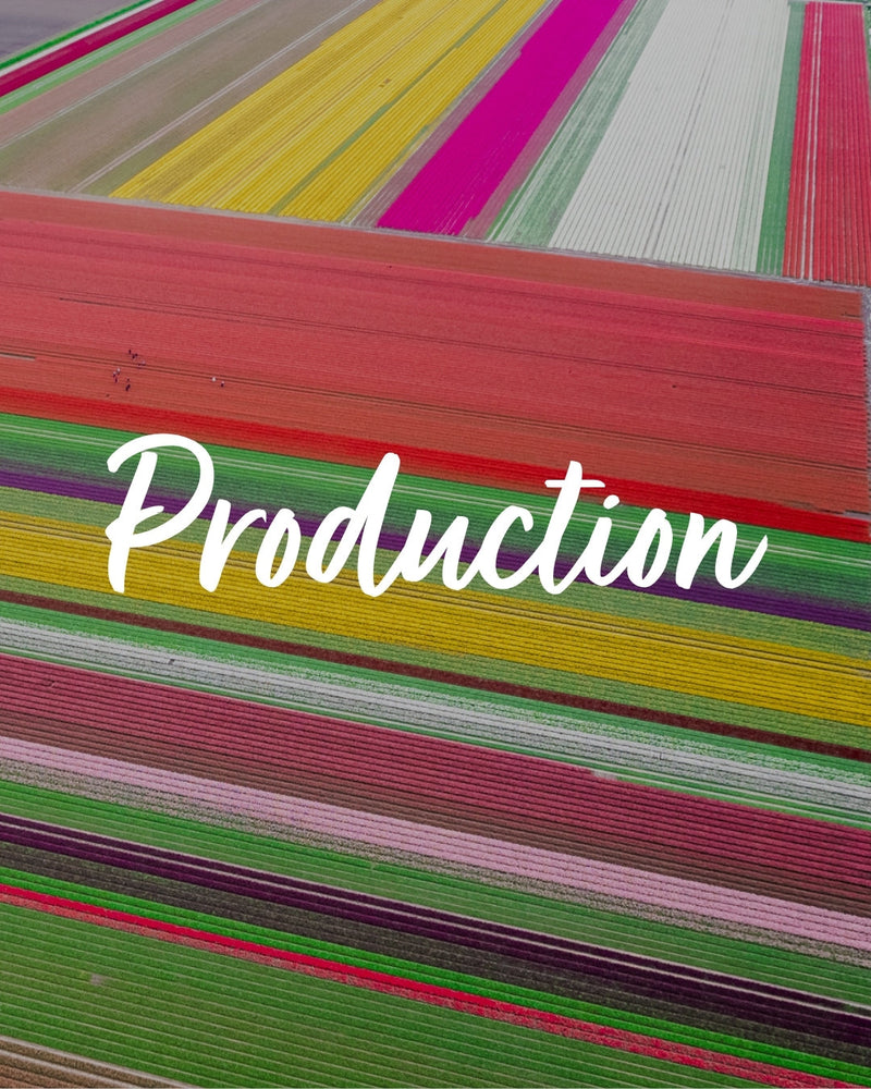 From Dutch Fields to Your Garden: How Tulips and Bulbs Are Grown in the Netherlands