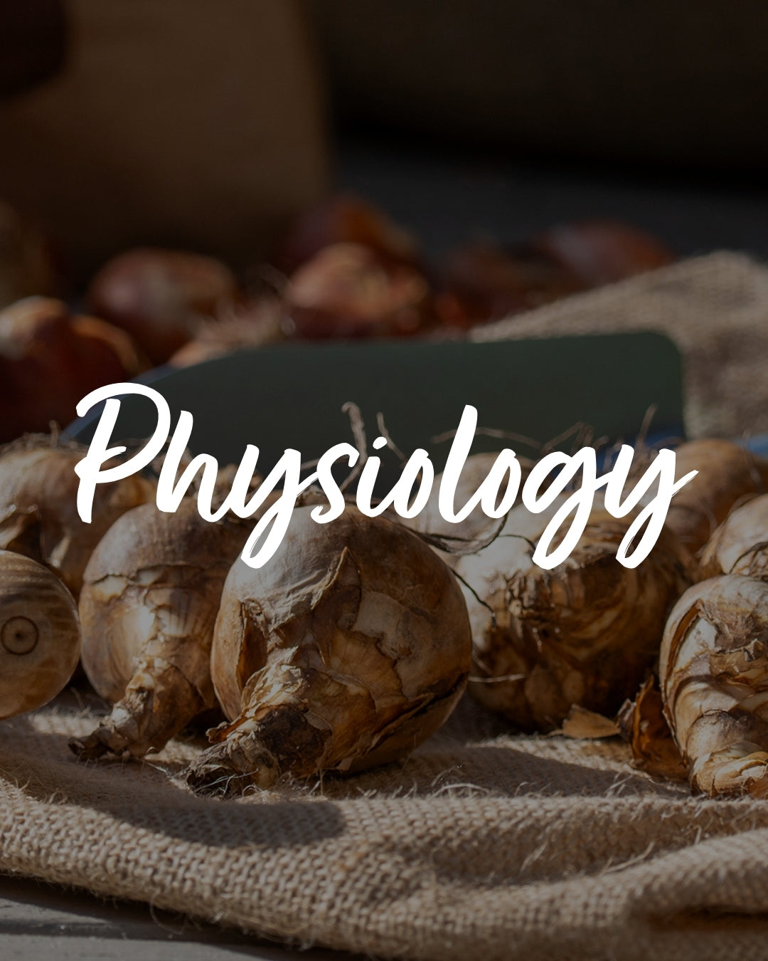 From Bulb to Bloom: Understanding Tulip Physiology
