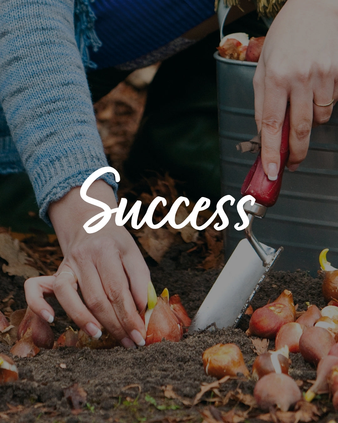 Tulip Growing Made Simple: Do’s and Don’ts for Success