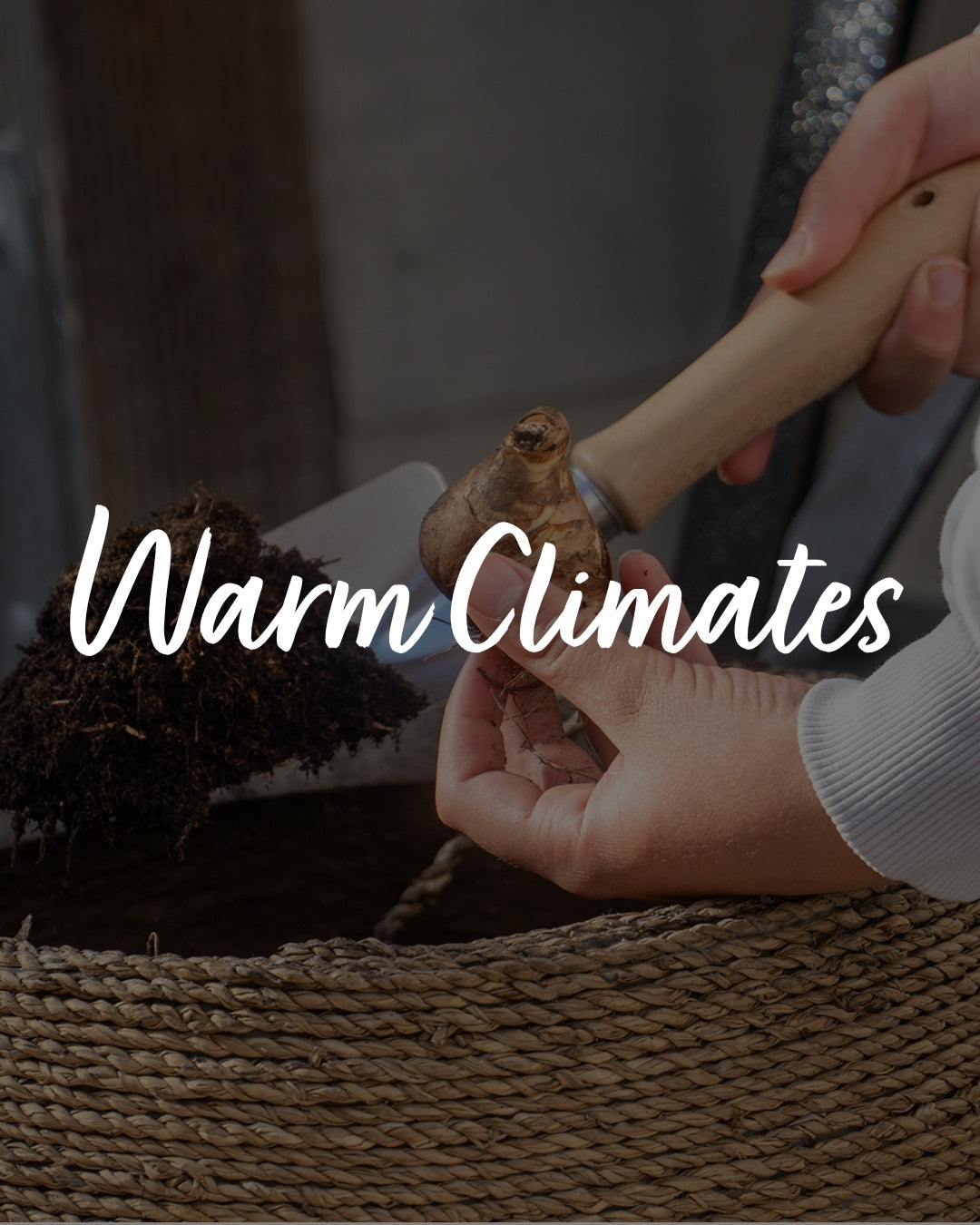 Growing Tulips in Warm Climates: A Simple Guide to Spring Success