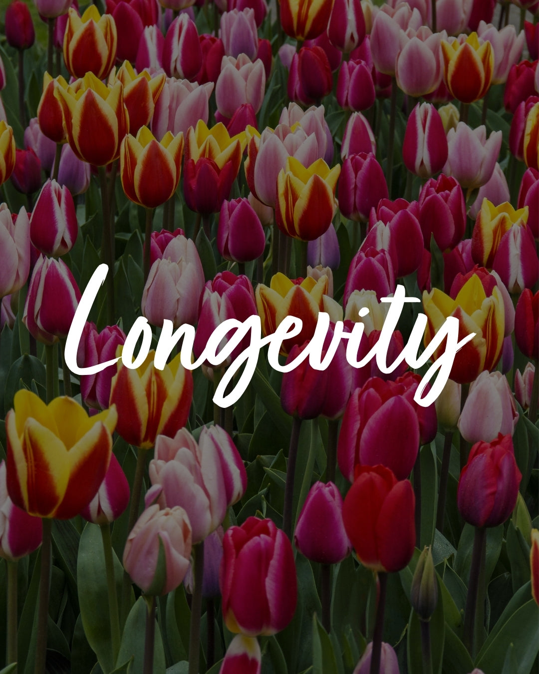 Making Your Tulip Bulbs Last: Tips for Success After the First Bloom