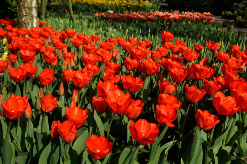 Triumph Tulips