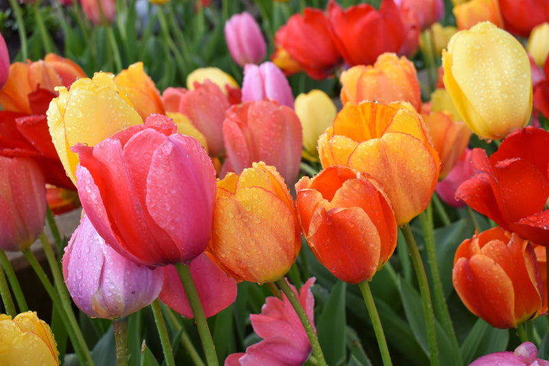 Tulip Blends & Mixtures