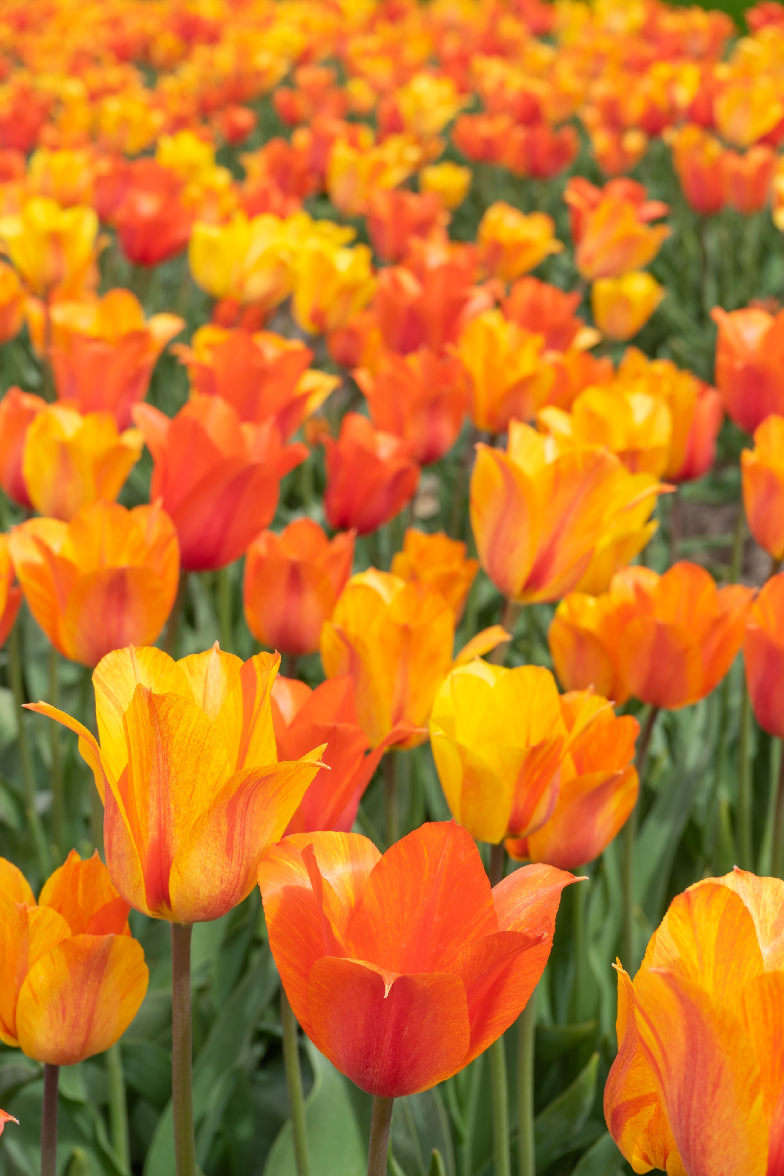 Late Spring Blooming Tulips