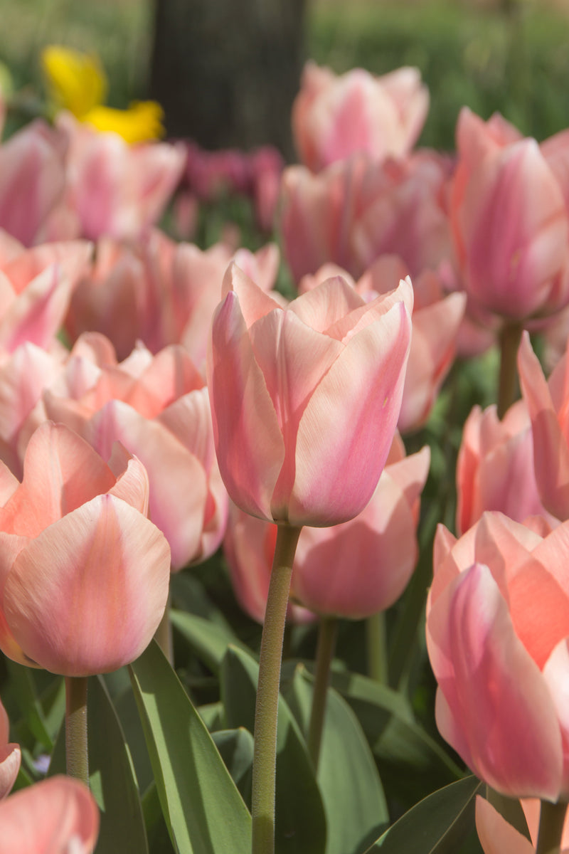 Early Spring Blooming Tulips