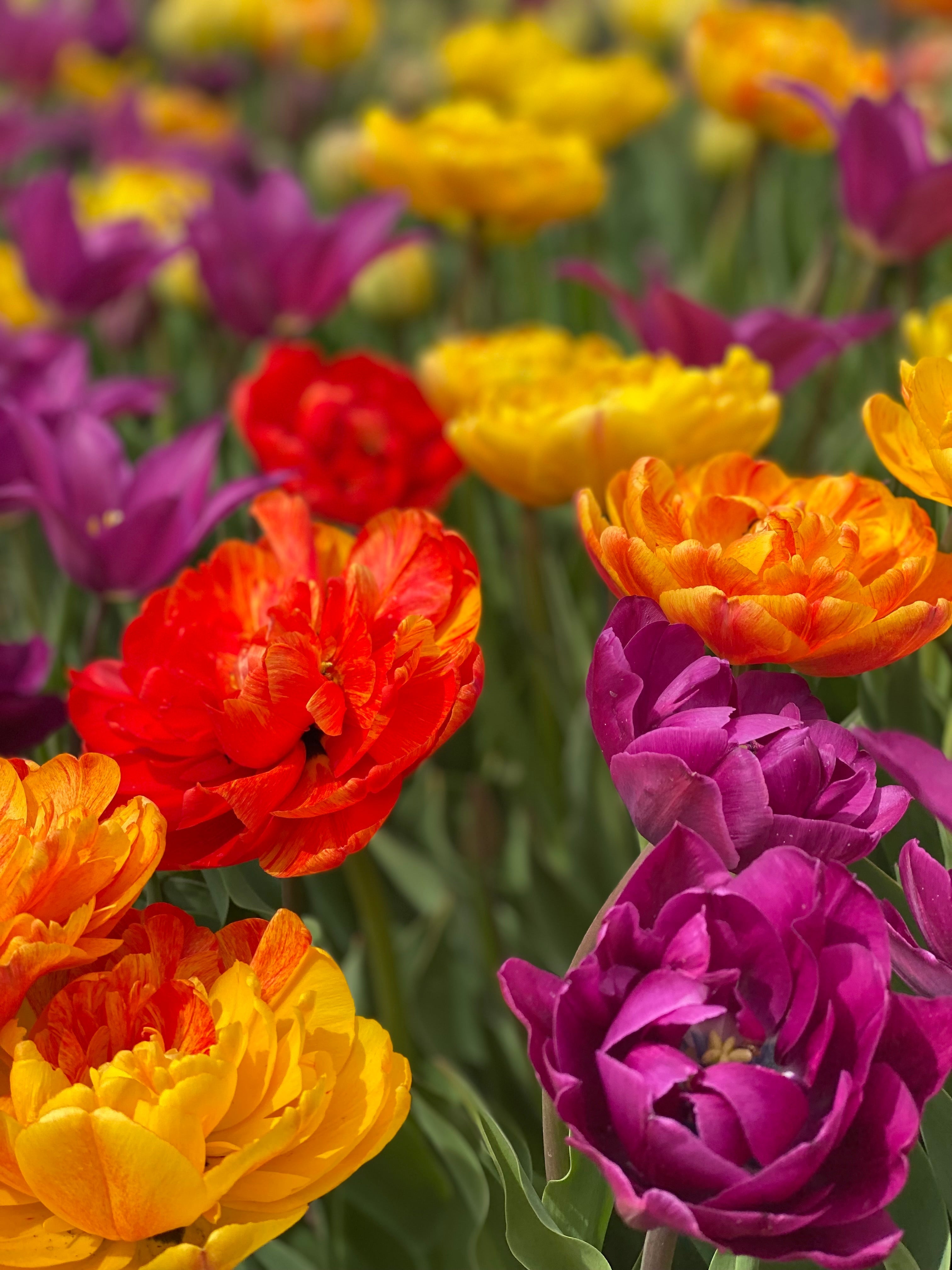 Timeless Tulip