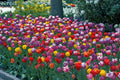 Warm Welcome Tulip Blend