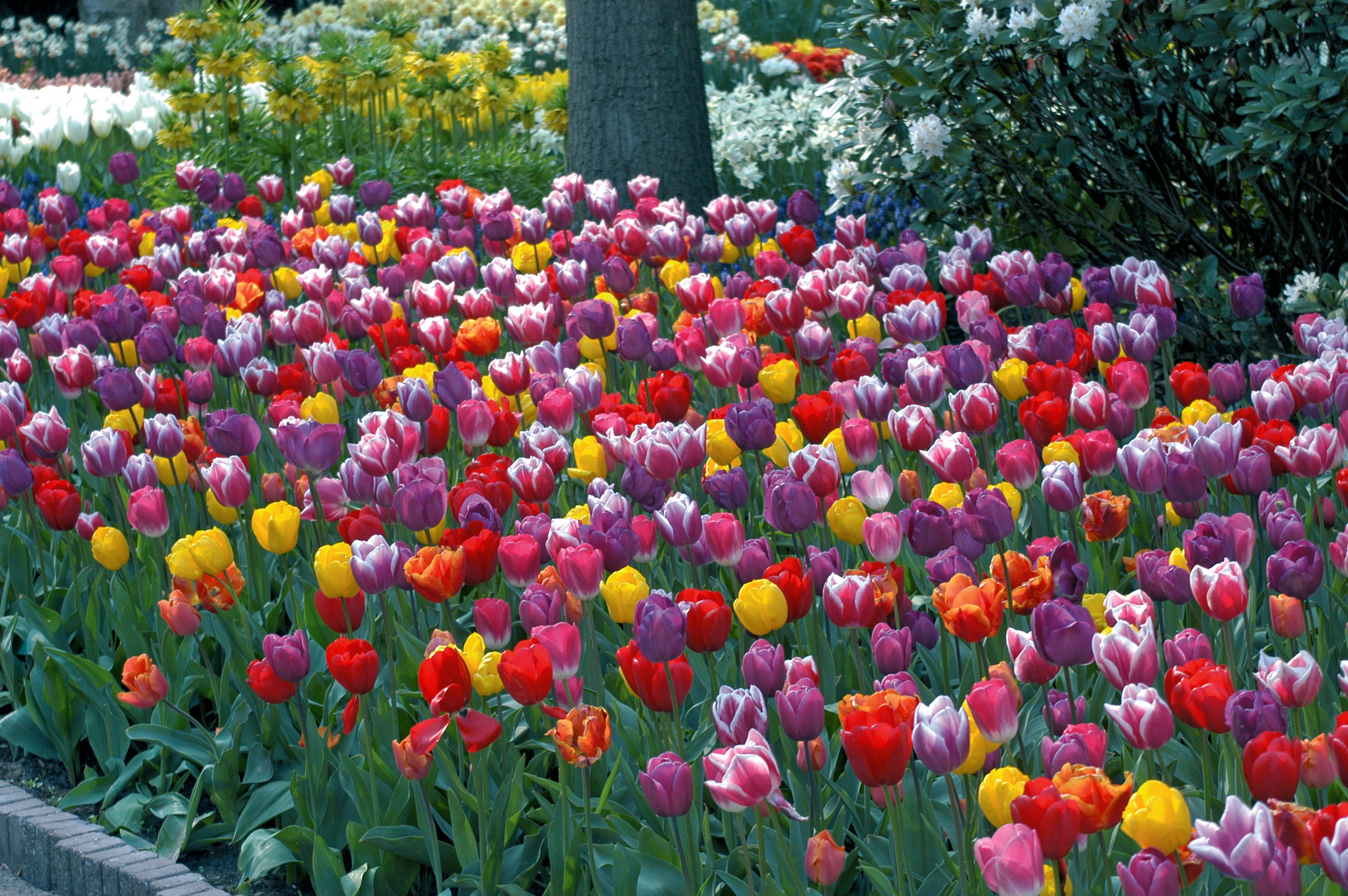 Warm Welcome Tulip Blend