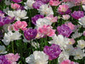 Double Bubble Tulip Blend