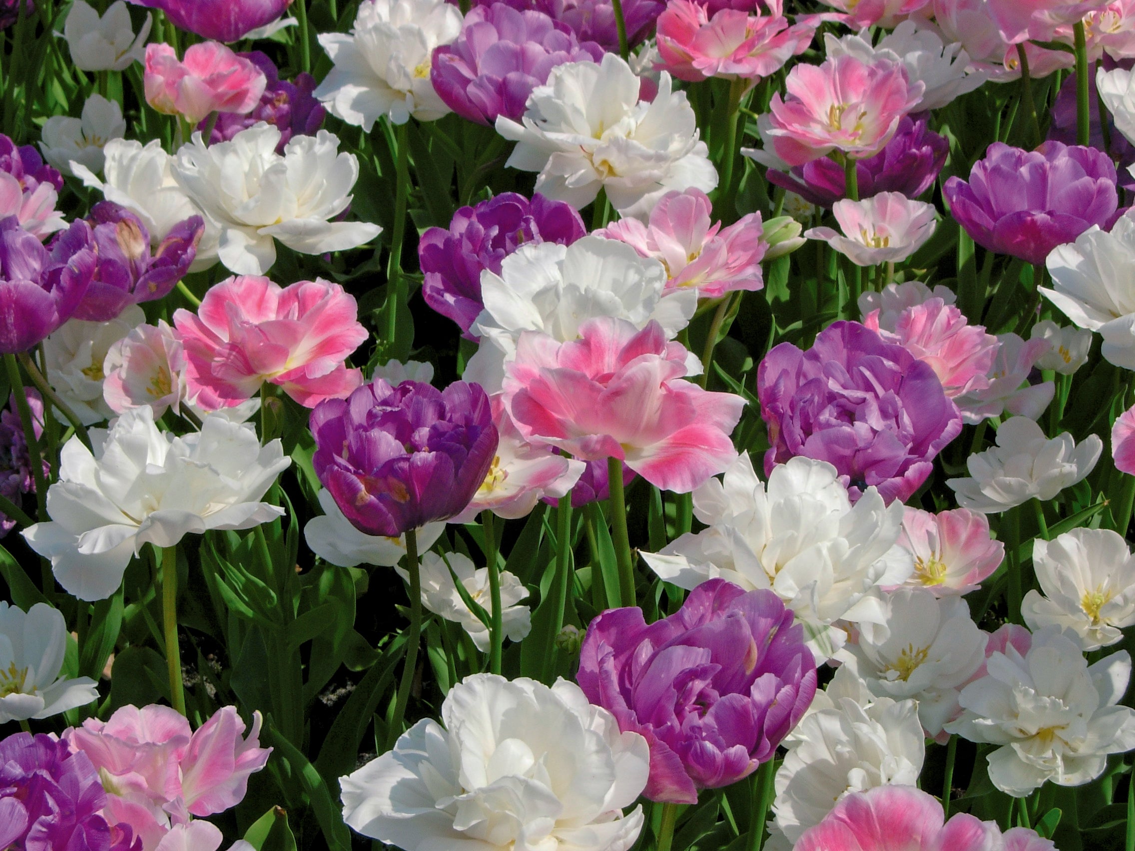 Double Bubble Tulip Blend
