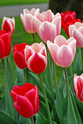 Delight Tulip Blend