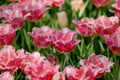 Fancy Frills Fringed Tulip