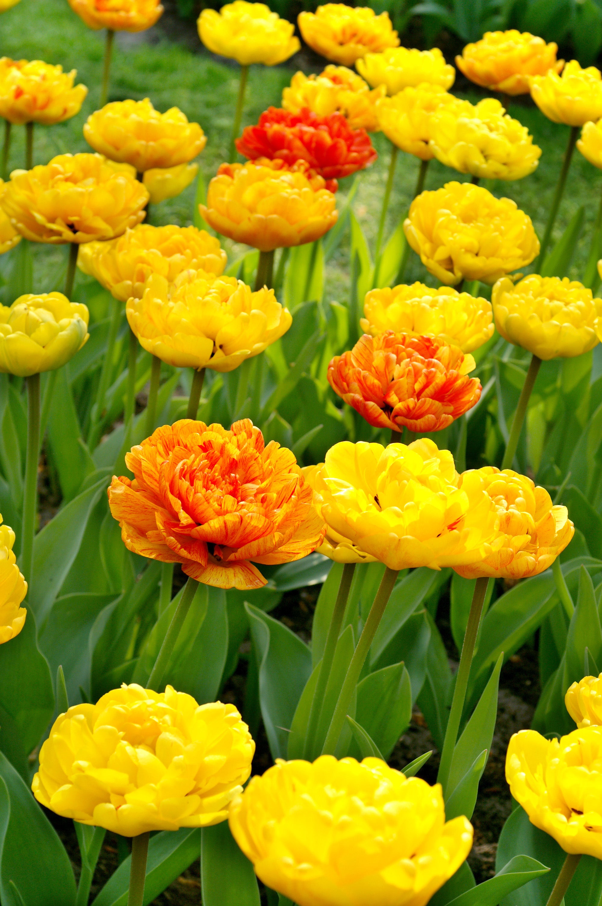 Sun Lover Double Tulip
