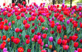 Sangria Tulip Blend