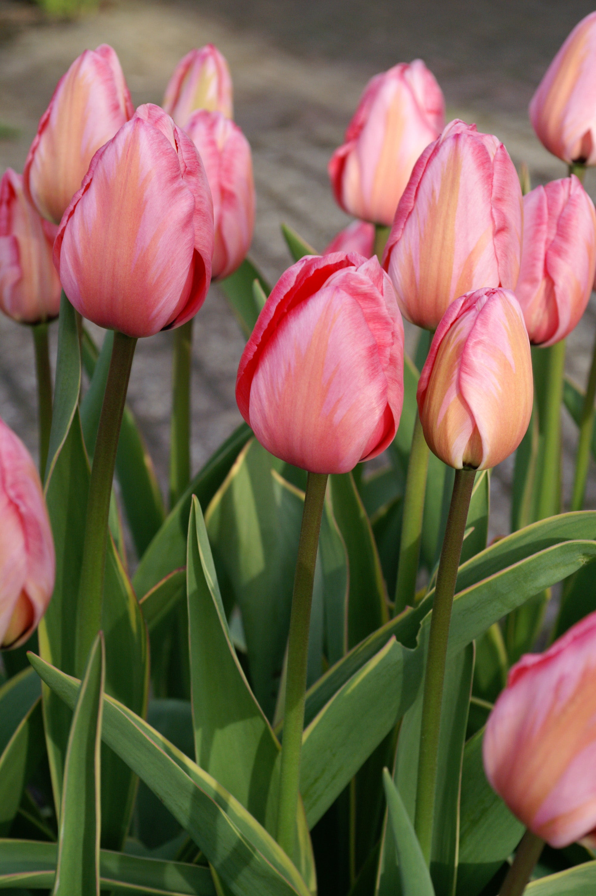 Design Impression Darwin Hybrid Tulip