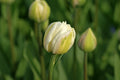 Mount Tacoma Double Tulip