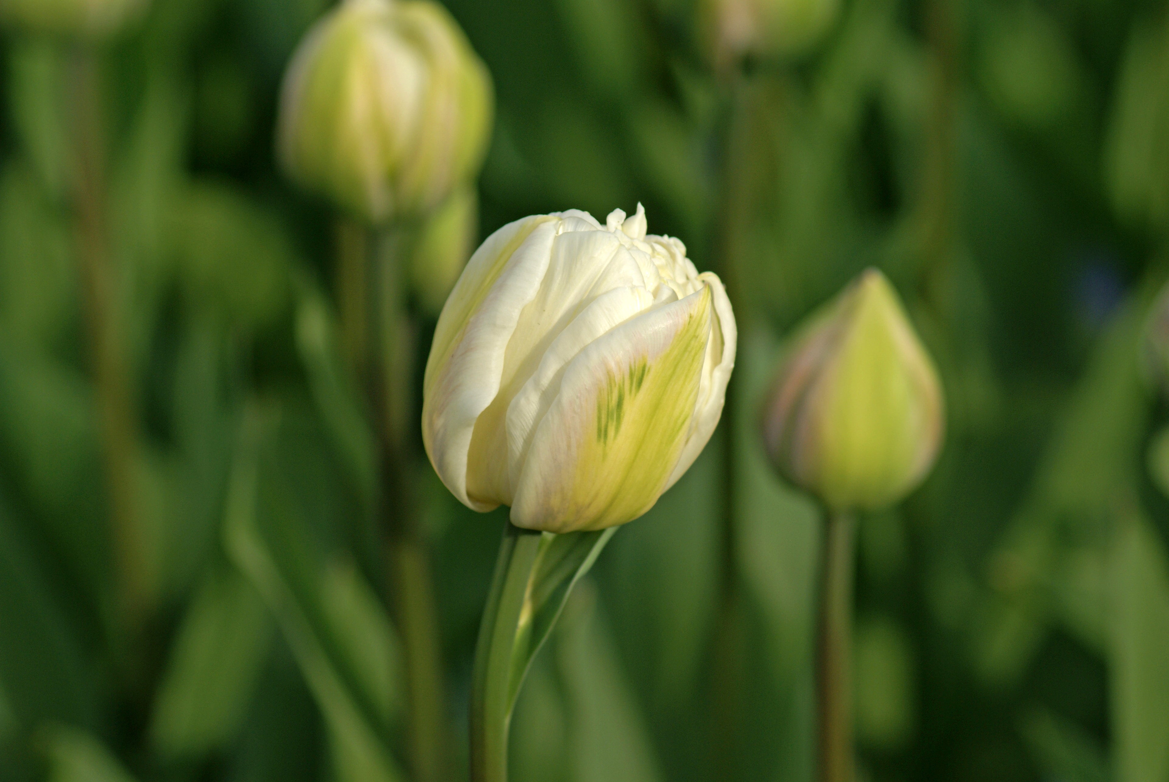 Mount Tacoma Double Tulip