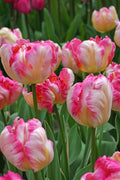 Silver Parrot Tulip