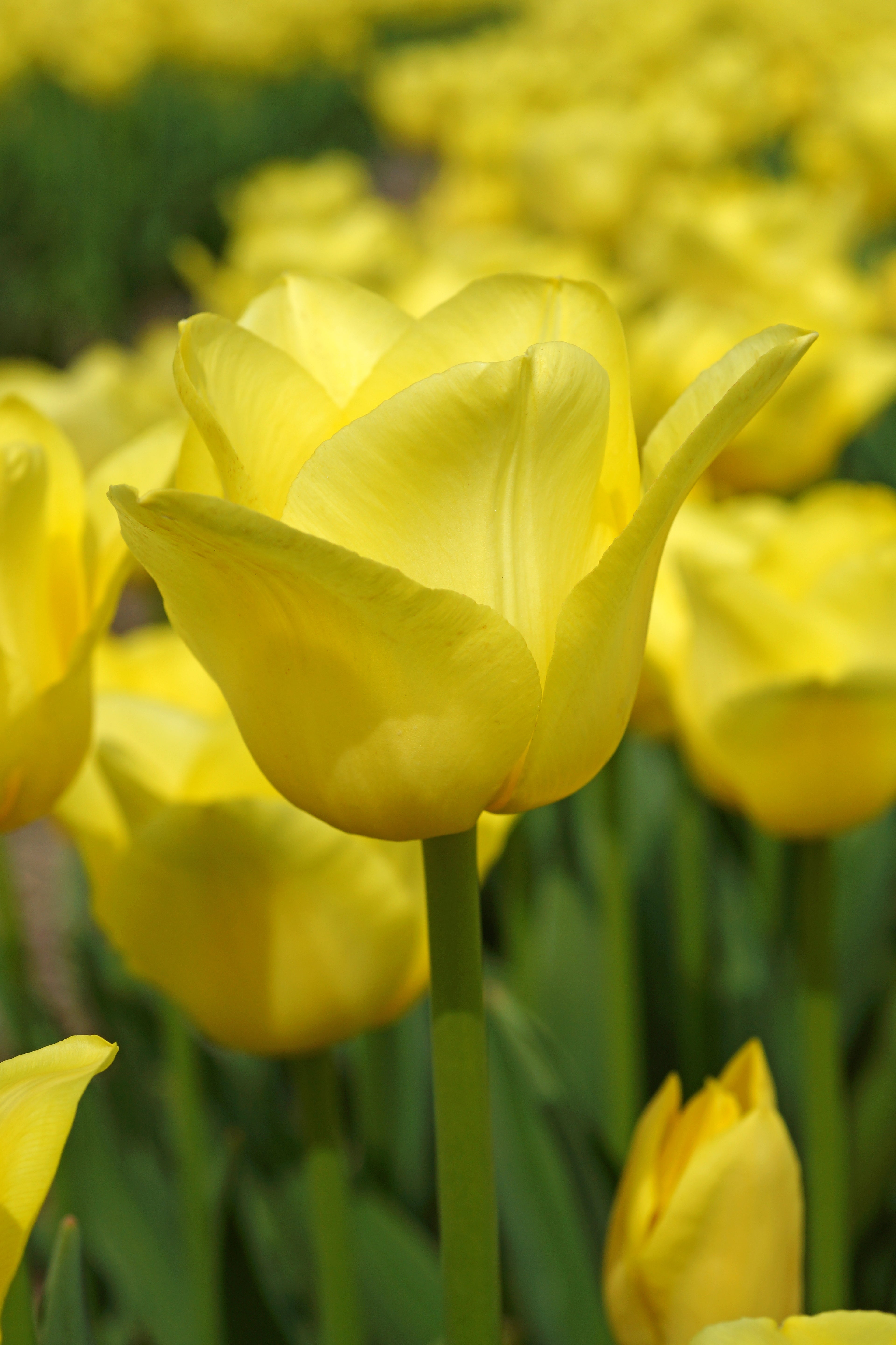 World Friendship Triumph Tulip