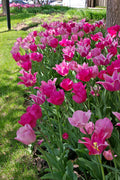 Spring Time Dance Tulip Blend