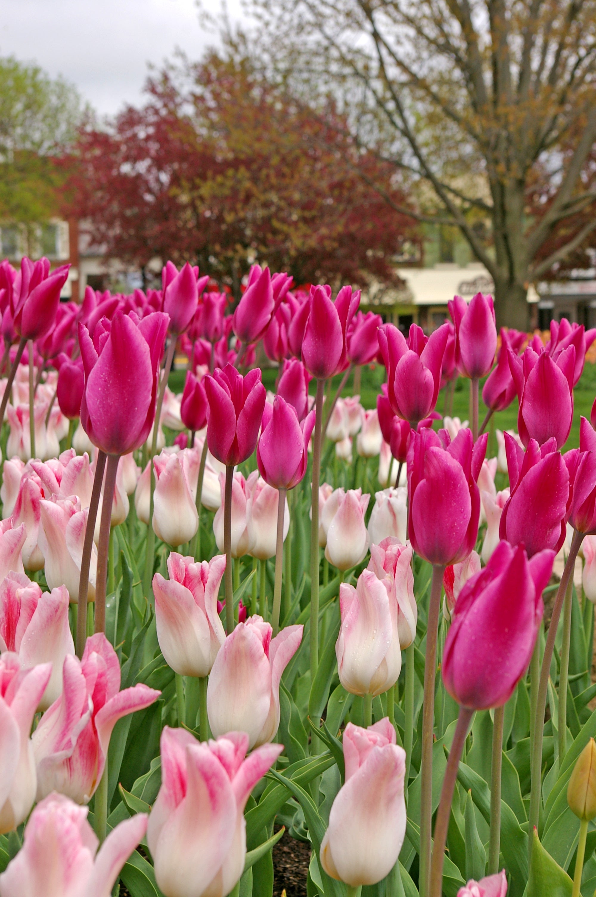 Chic Lady Tulip Blend