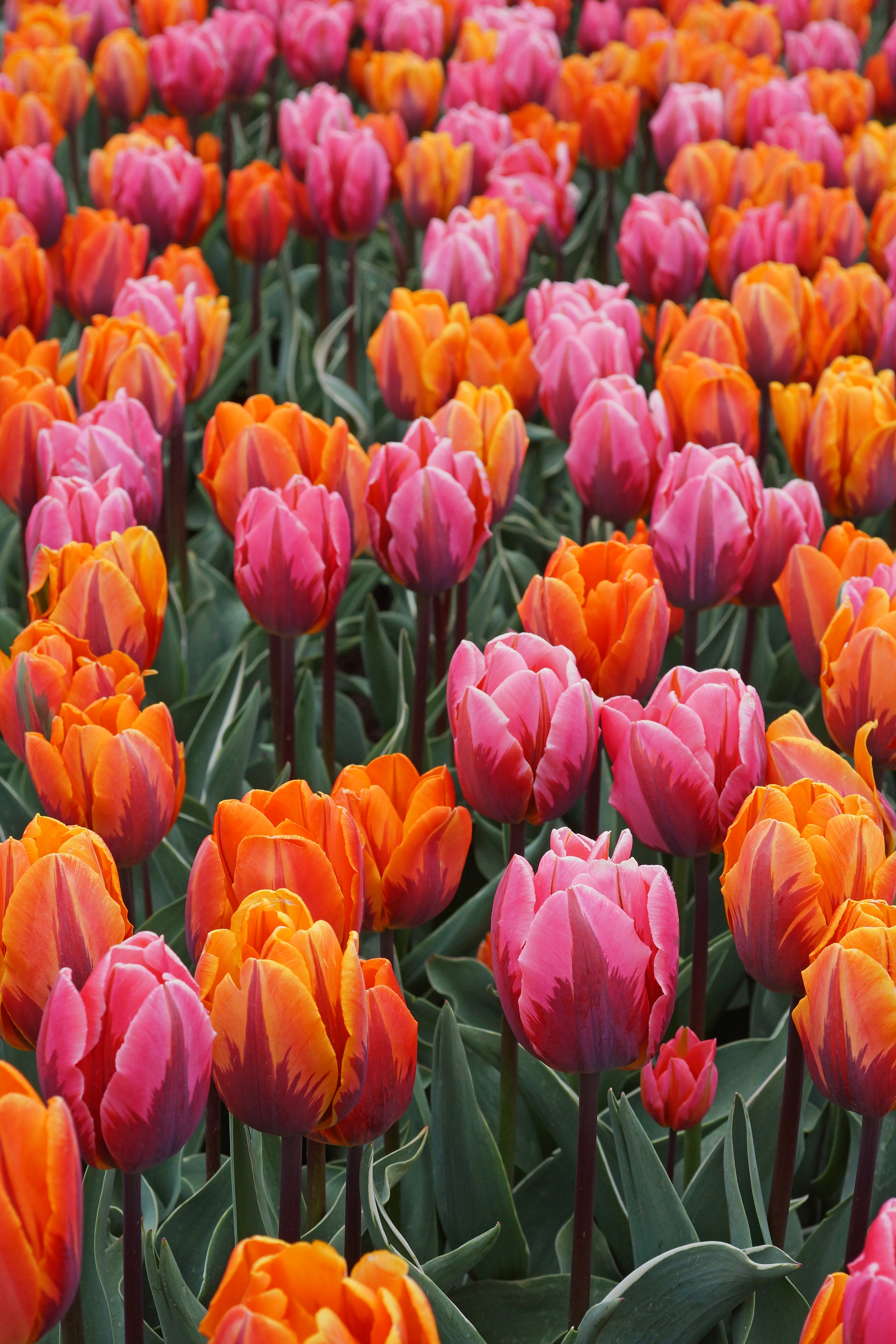 Sunset Reflection Tulip Blend