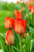 Orange Van Eijk Darwin Hybrid Tulip