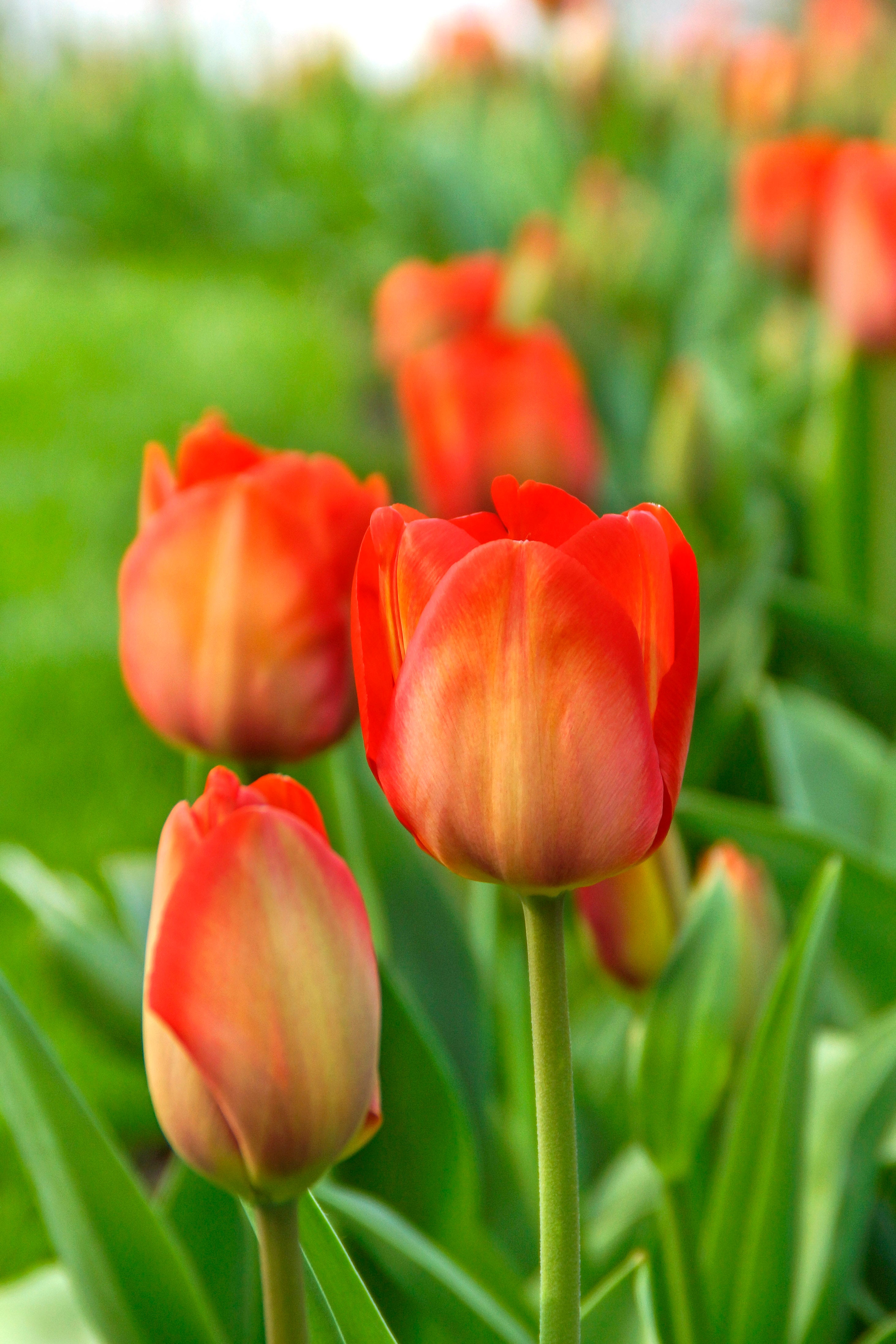 Orange Van Eijk Darwin Hybrid Tulip