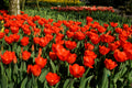 Escape Triumph Tulip