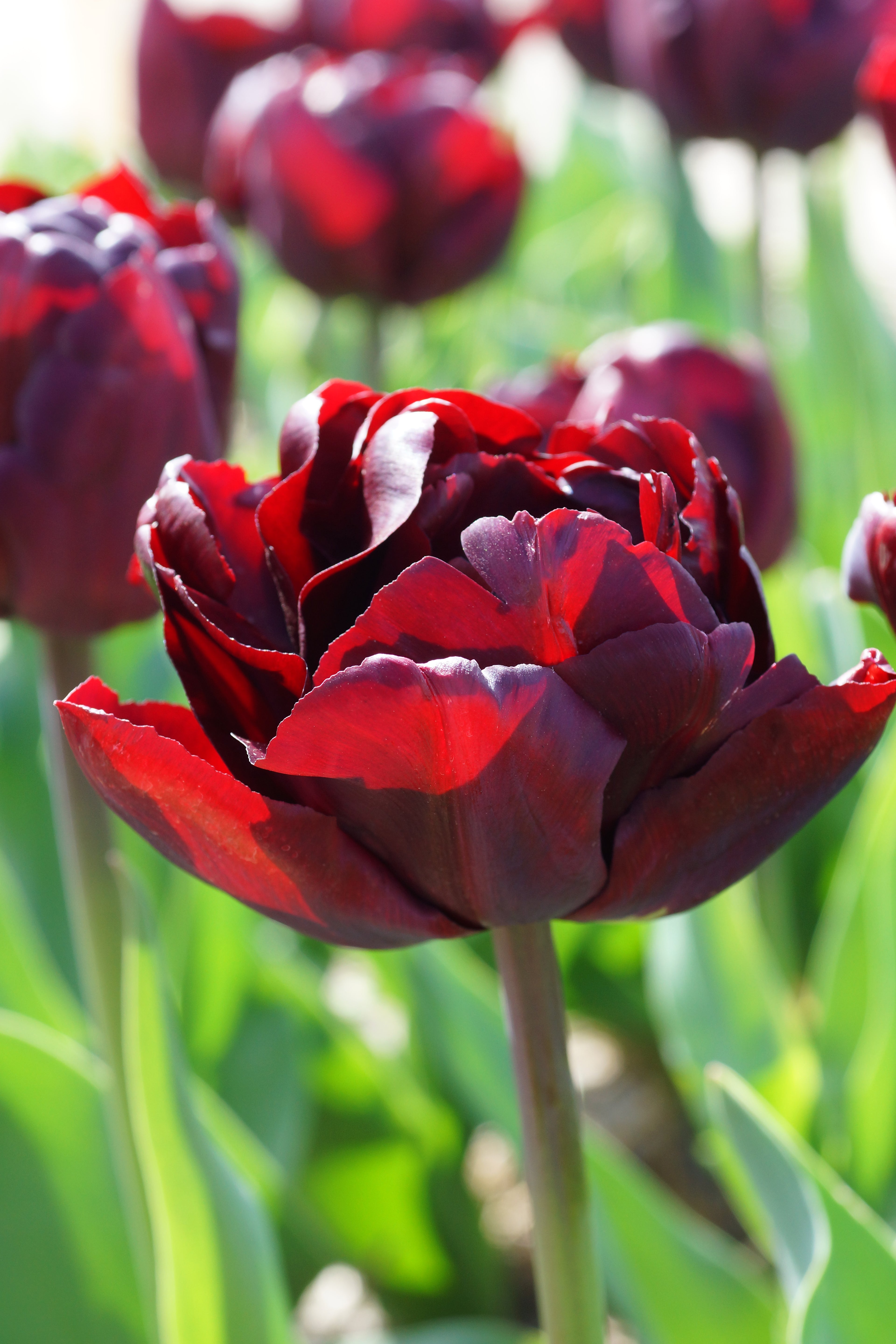 Palmyra Double Tulip