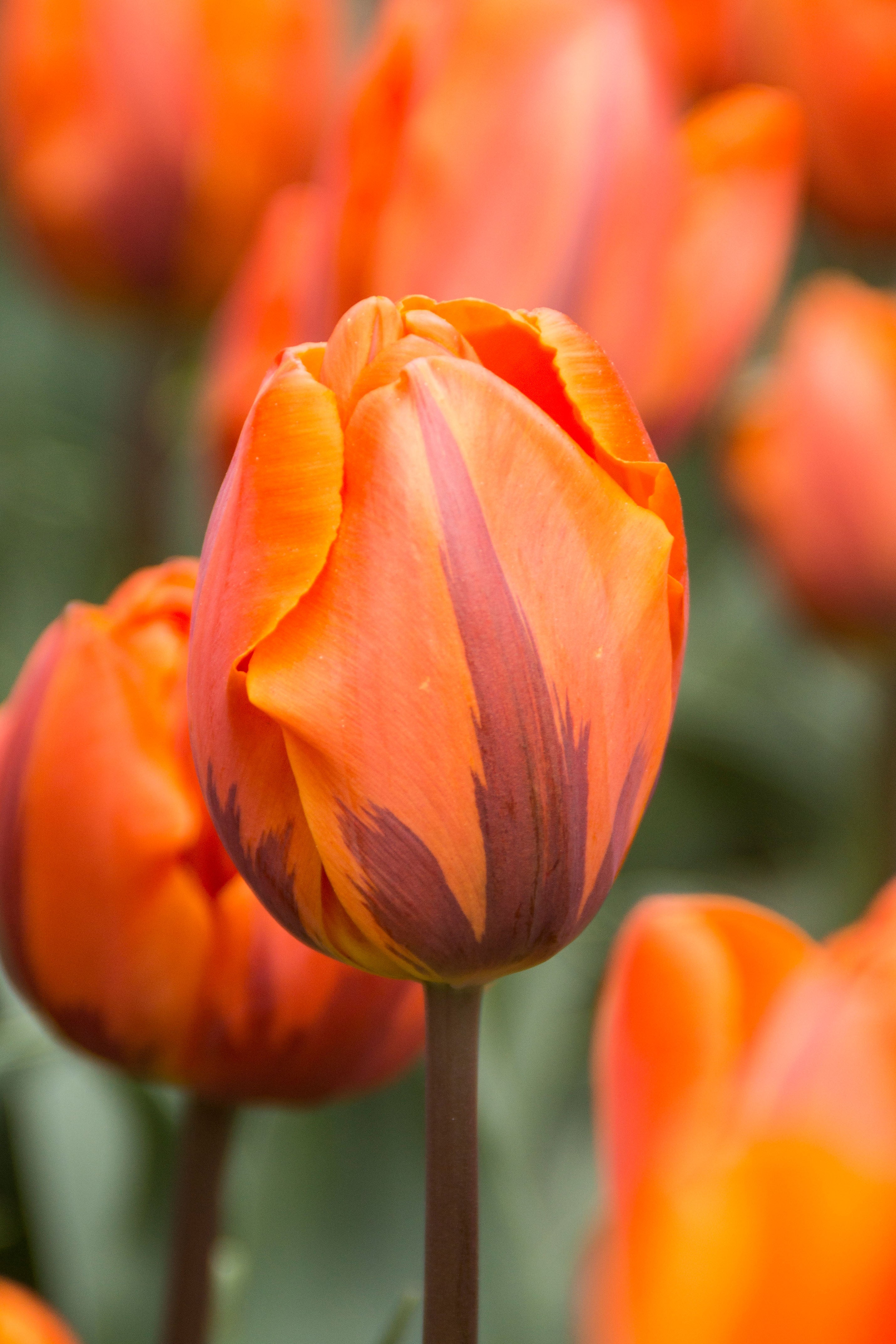 Prinses Irene Triumph Tulip