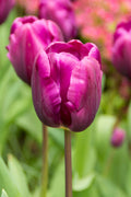 Purple Cloud Triumph Tulip