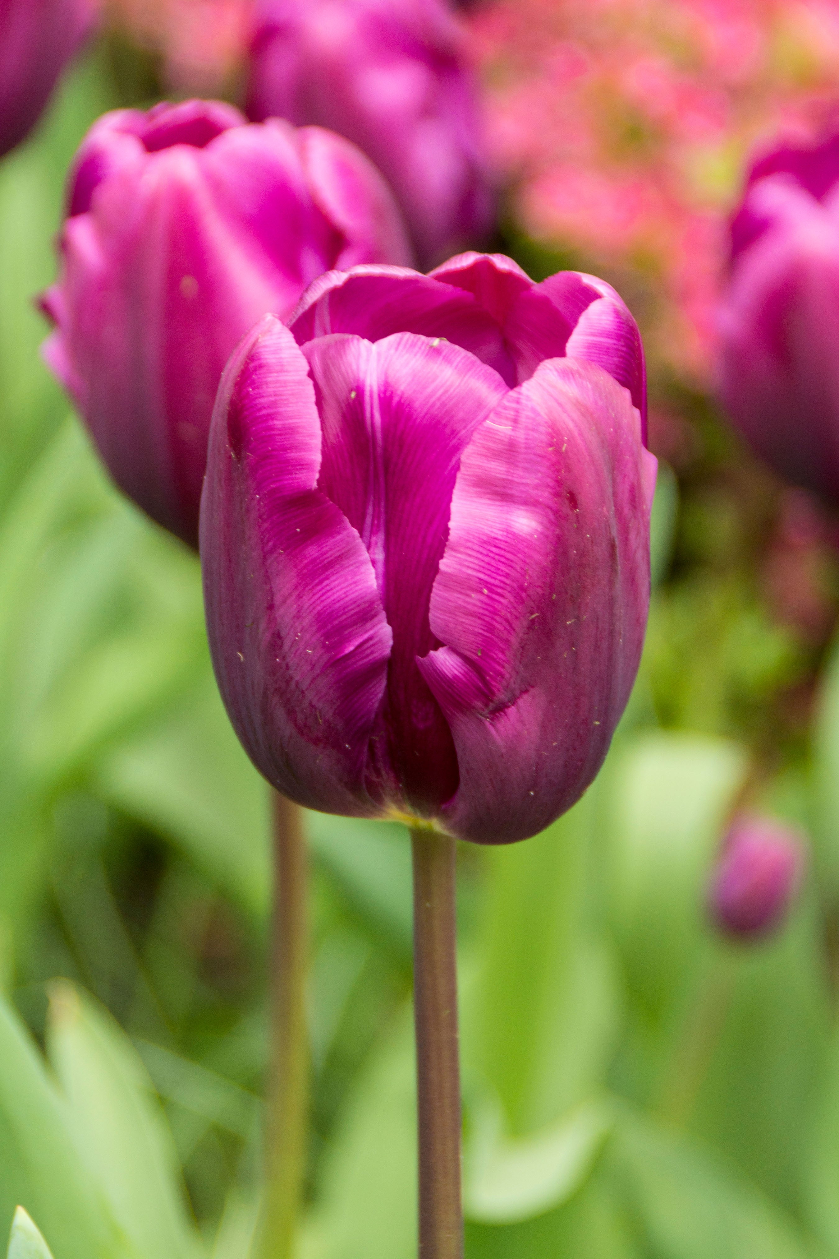 Purple Cloud Triumph Tulip
