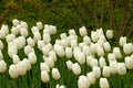 White Clouds Darwin Hybrid Tulip