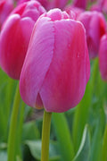 Purple Pride Darwin Hybrid Tulip