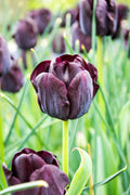 Paul Scherer Triumph Tulip
