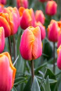 Jimmy Triumph Tulip