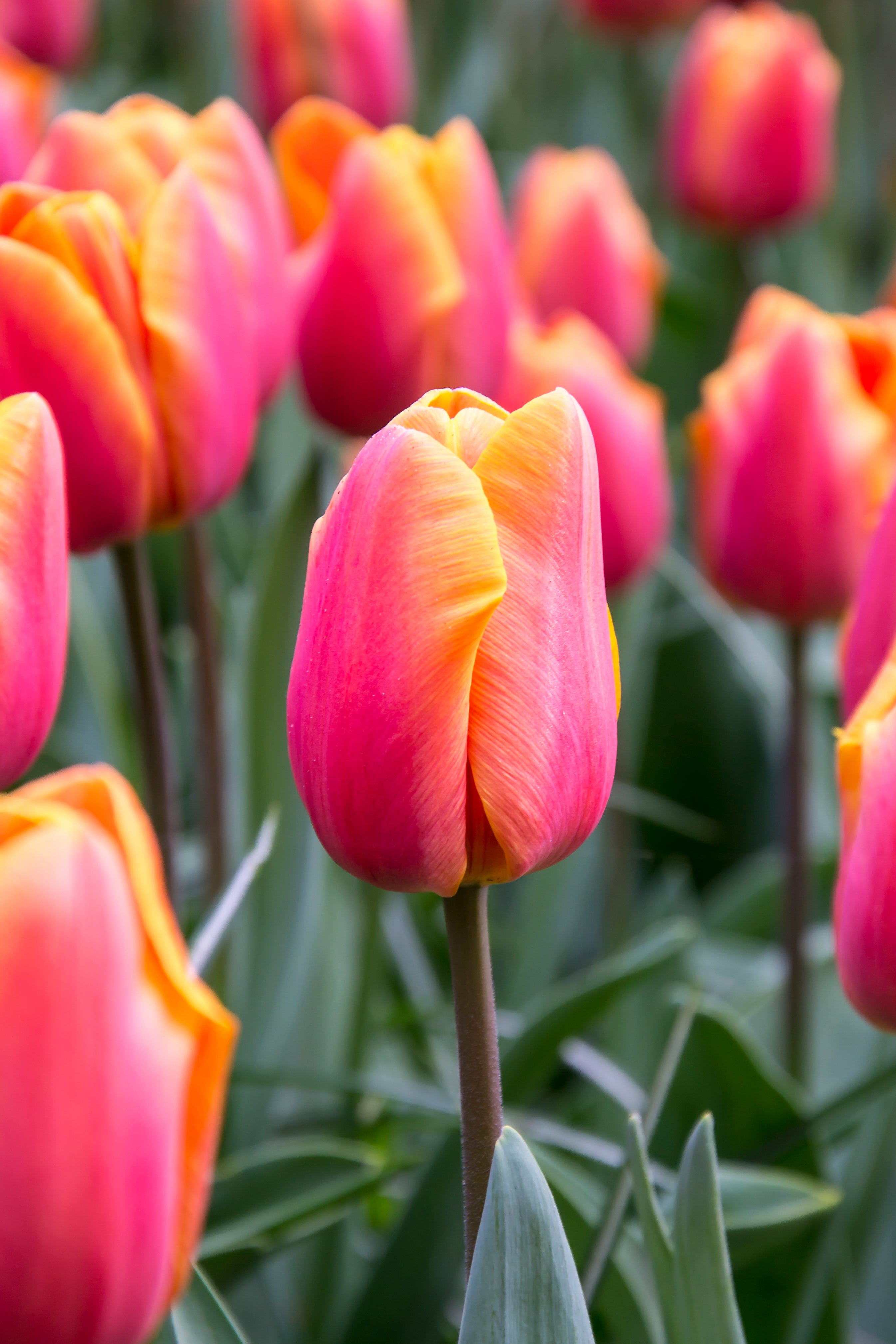 Jimmy Triumph Tulip