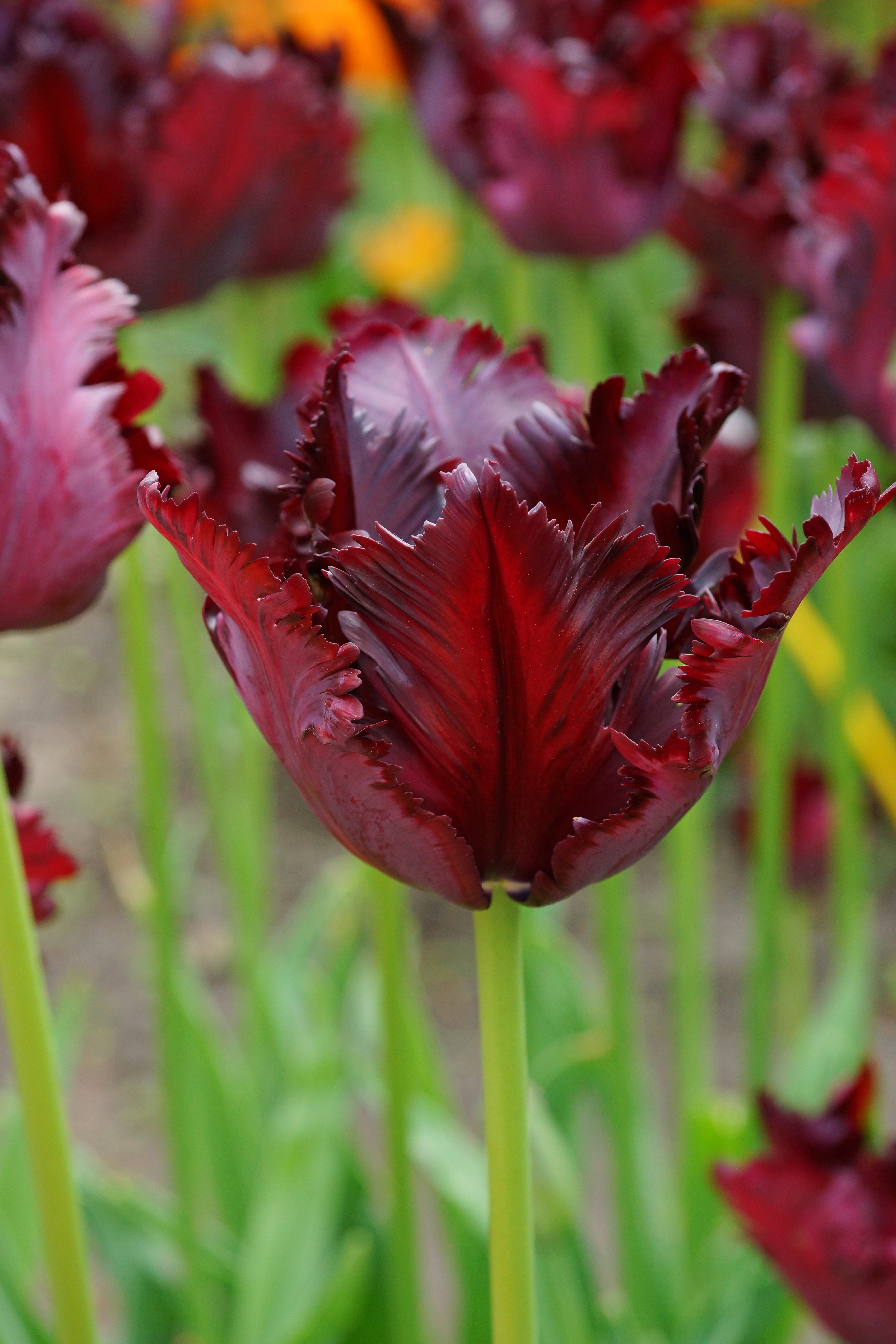 Specialty Tulips – Timeless Tulip
