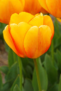 Blushing Apeldoorn Darwin Hybrid Tulip