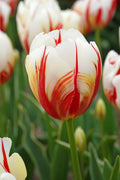 Carnival De Rio Triumph Tulip