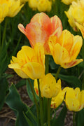 Sunshine Club Multi-Flowering Tulip
