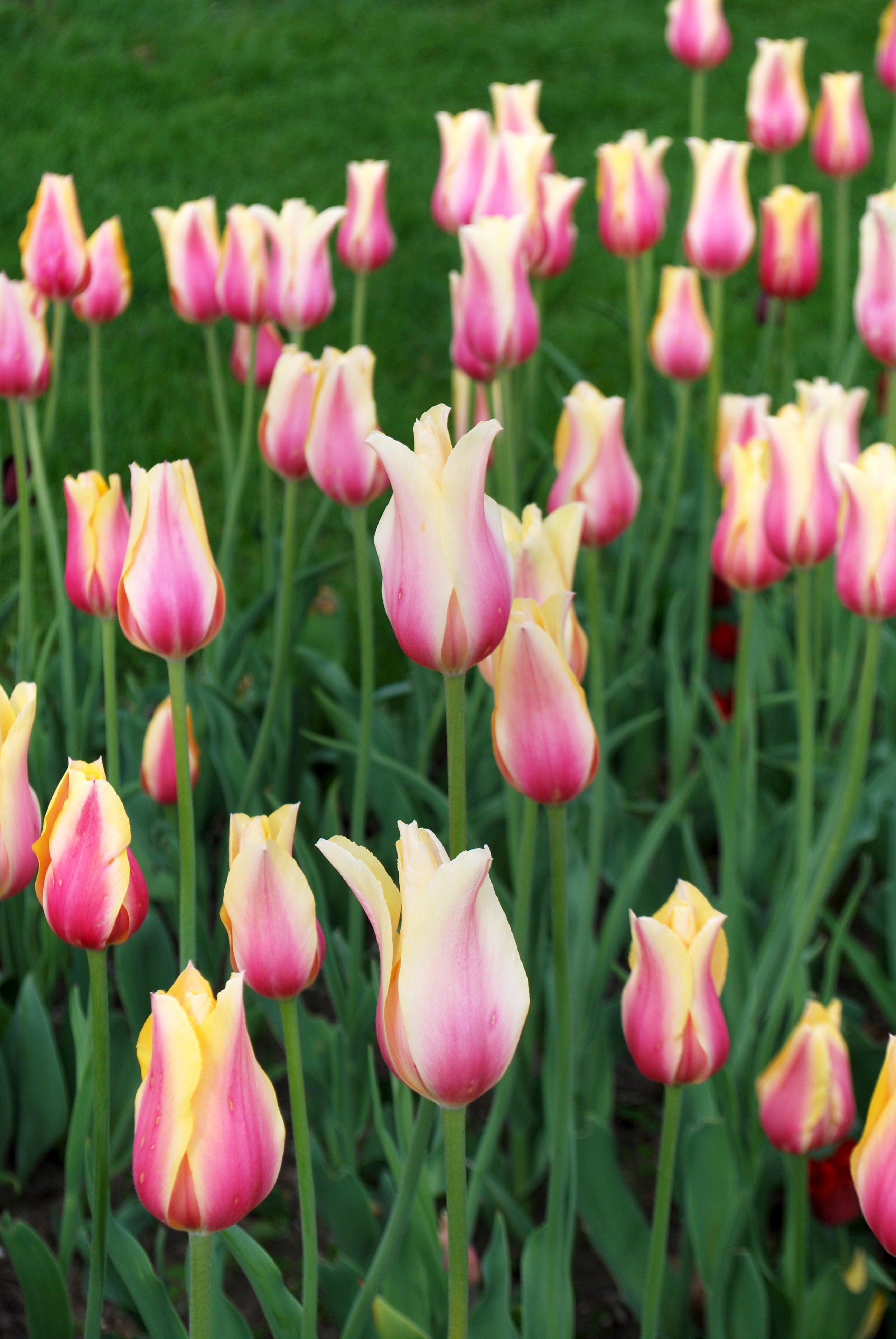 Blushing Beauty Single Tulip