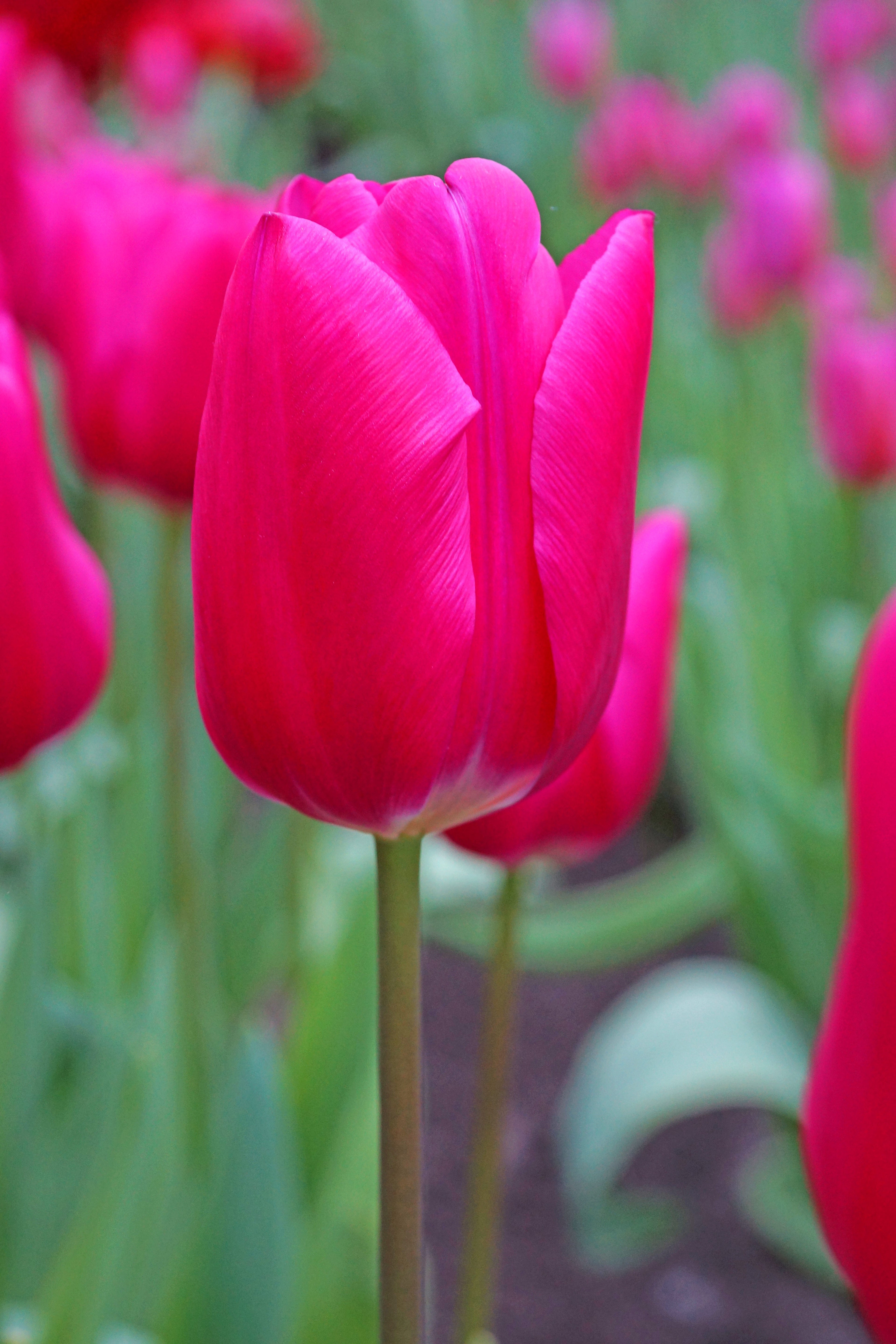 Pink Ardour Triumph Tulip