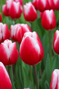 Timeless Triumph Tulip