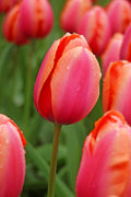 Apricot Impression Darwin Hybrid Tulip