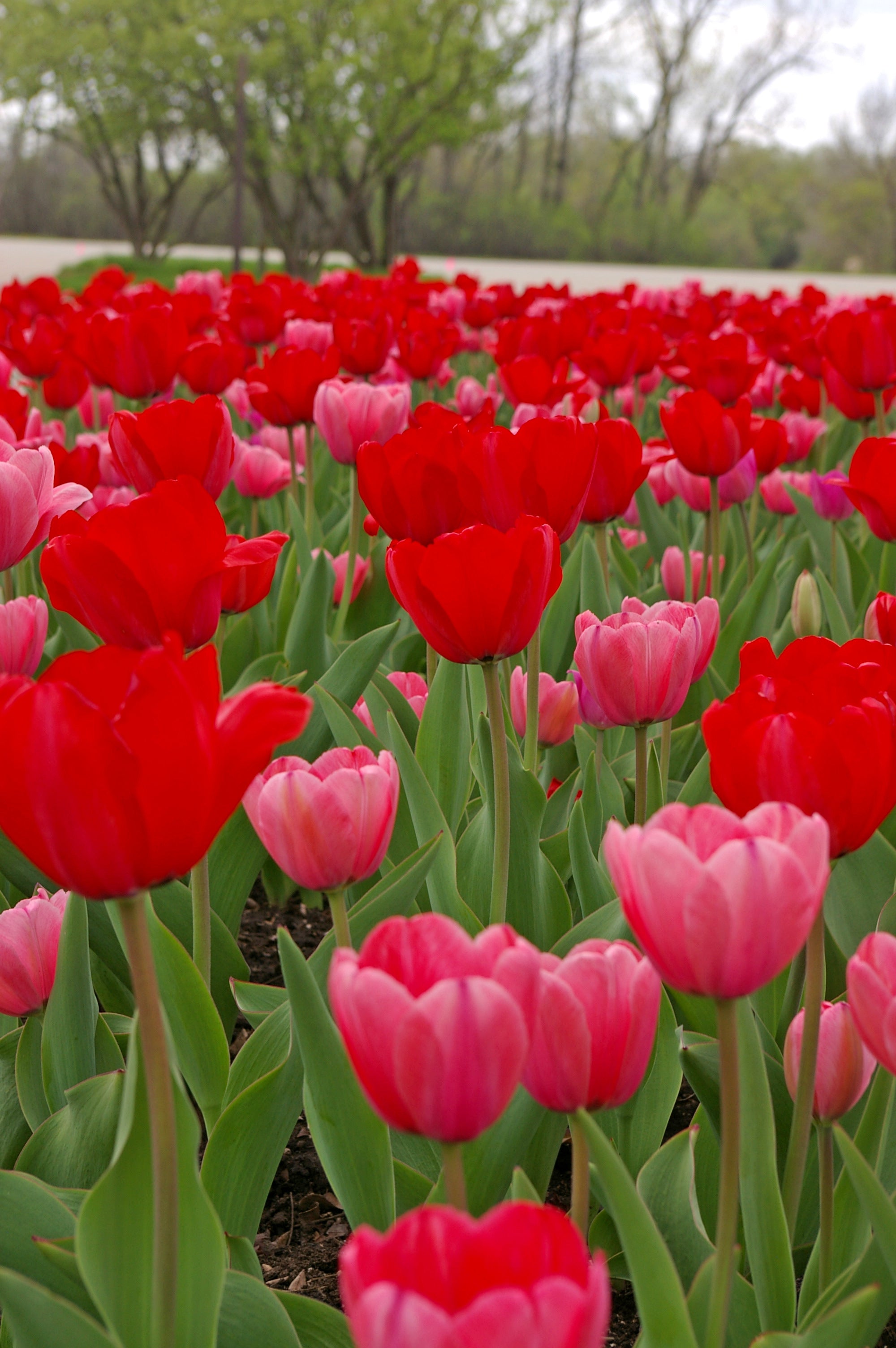 From Paris with Love Tulip Blend