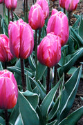 Pretty Princess Triumph Tulip